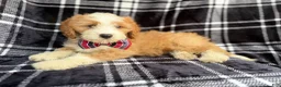 Cavapoo dogs for sale: Cobra - Ad 2