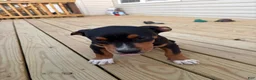 Mixed Breed dogs for sale: Stitch - Ad 5