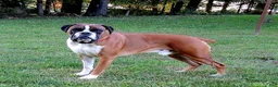 Boxer dogs for sale: Boy - Ad 6