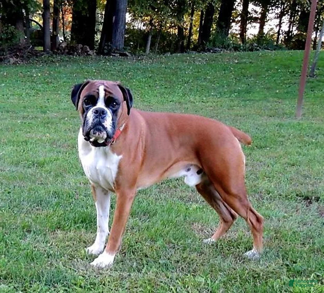 Boxer dogs for sale: Boy - Ad 6