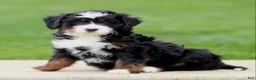 Bernedoodle dogs for sale: Eliza - Ad 3
