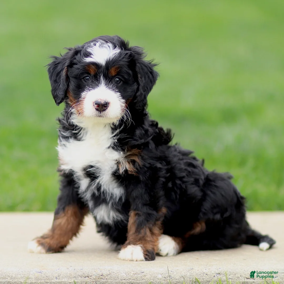 Bernedoodle dogs for sale: Eliza - Ad 3