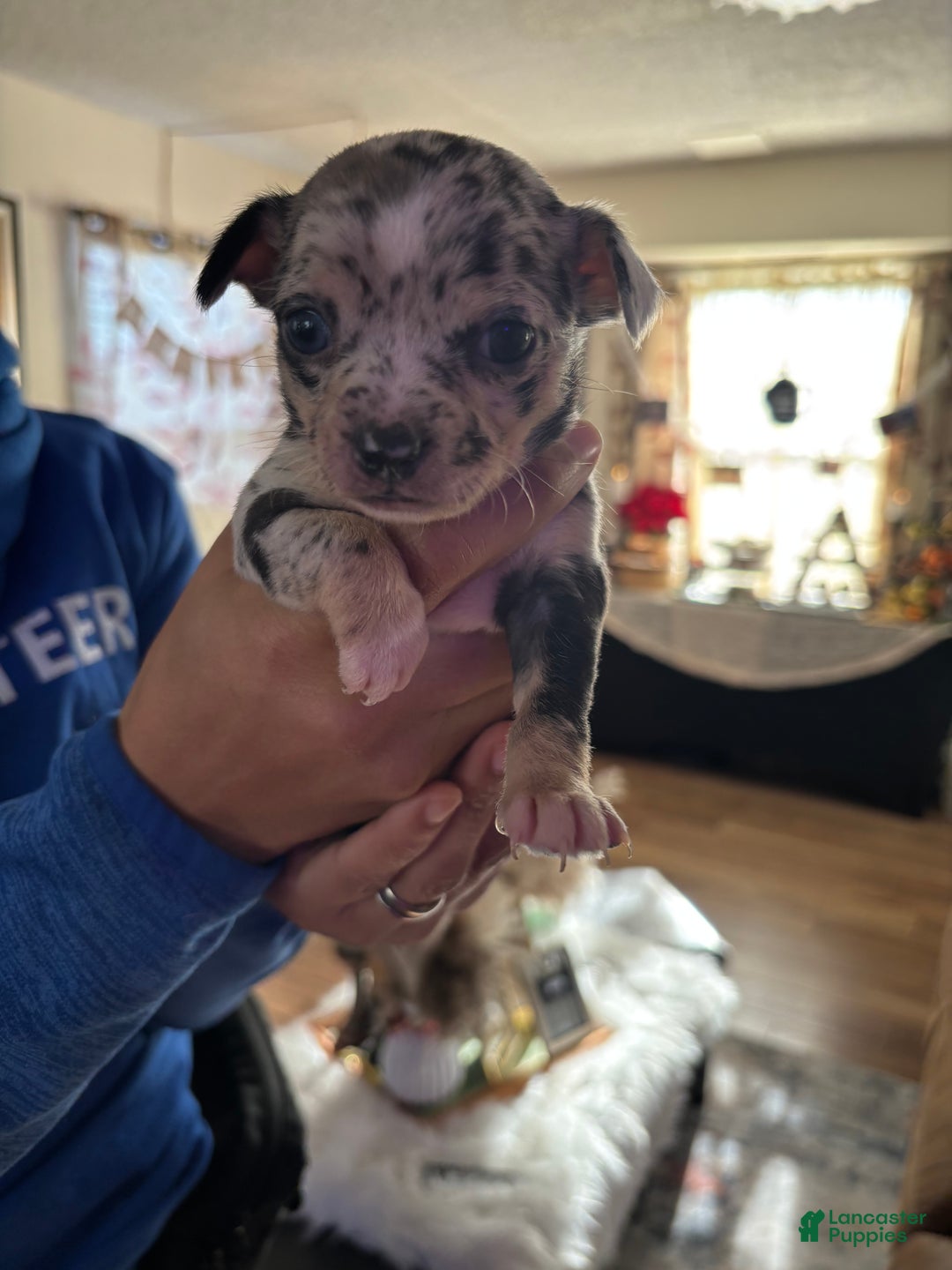 Chihuahua dogs for sale: Chihuahua Puppy Ginger - Ad 6