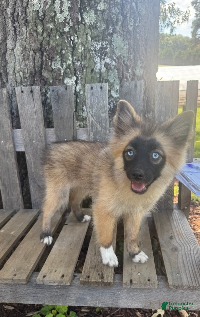 Pomsky dogs Daisy - Ad 2