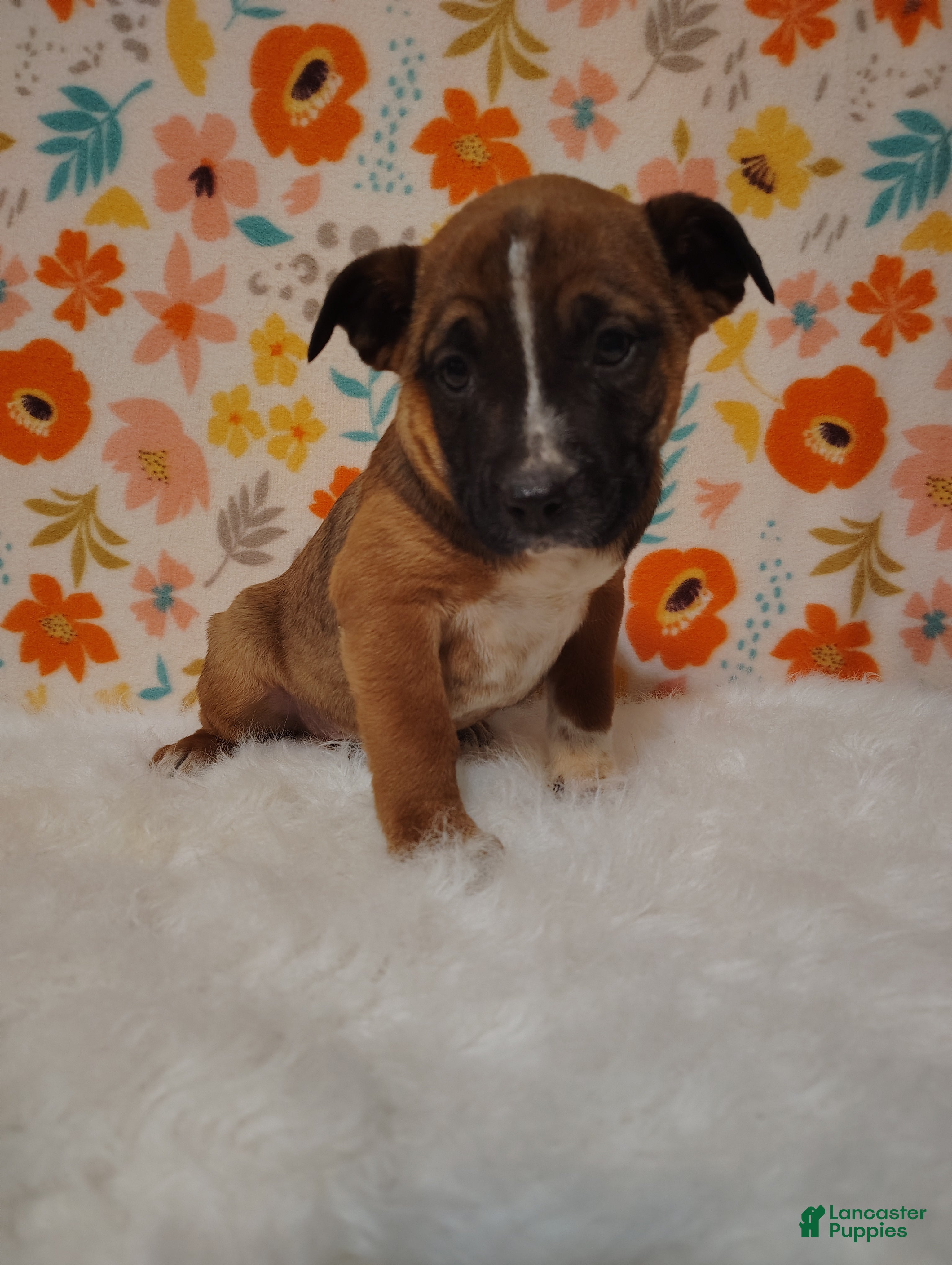 Mixed Breed dogs Archie - Ad 1