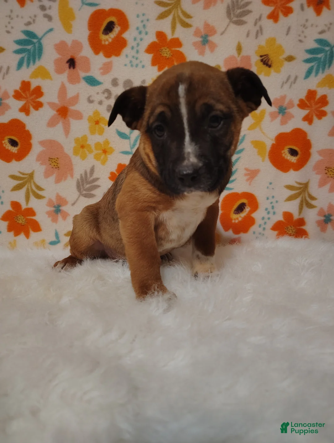Mixed Breed dogs for sale: Archie - Ad 1