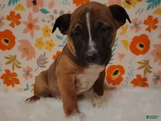 Mixed Breed dogs for sale: Archie - Ad 3