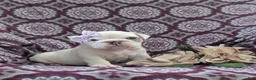 English Bulldog dogs for sale: Tyna - Ad 3