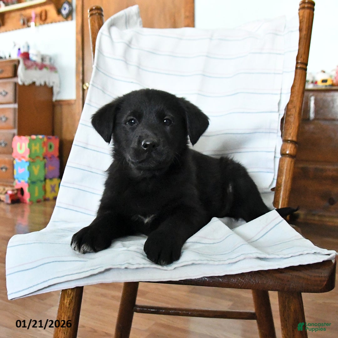 Mixed Breed dogs for sale: Timmy - Ad 2