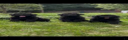 Giant Schnauzer dogs for sale: Mouse - Ad 11