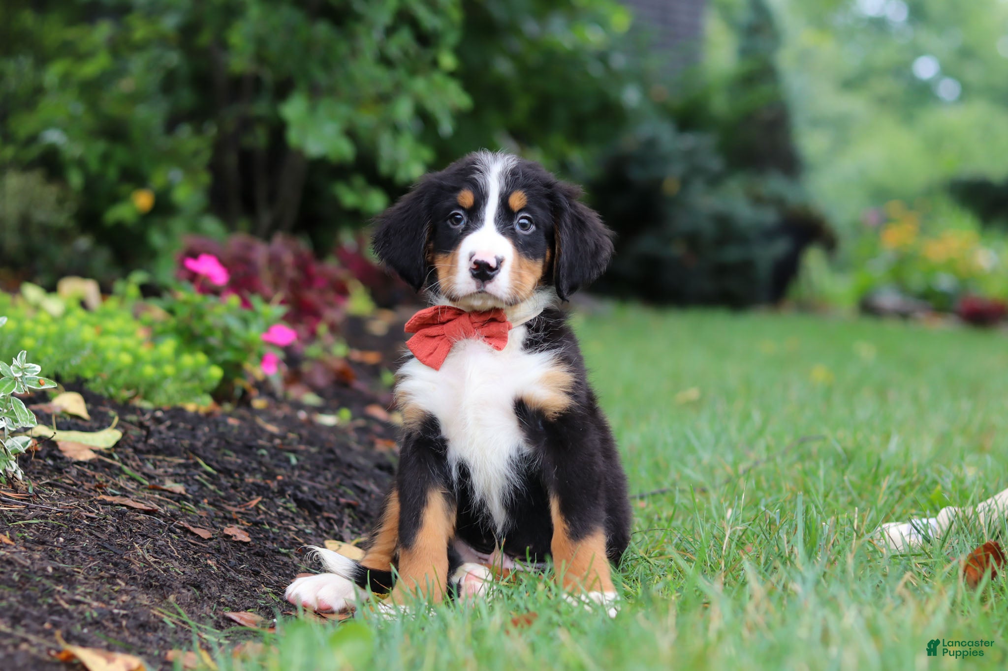 Bernese Mountain Dog dogs Bruno - Ad 2