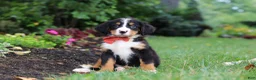 Bernese Mountain Dog dogs for sale: Bruno - Ad 7