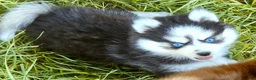 Pomsky dogs for sale: Raya - Ad 2