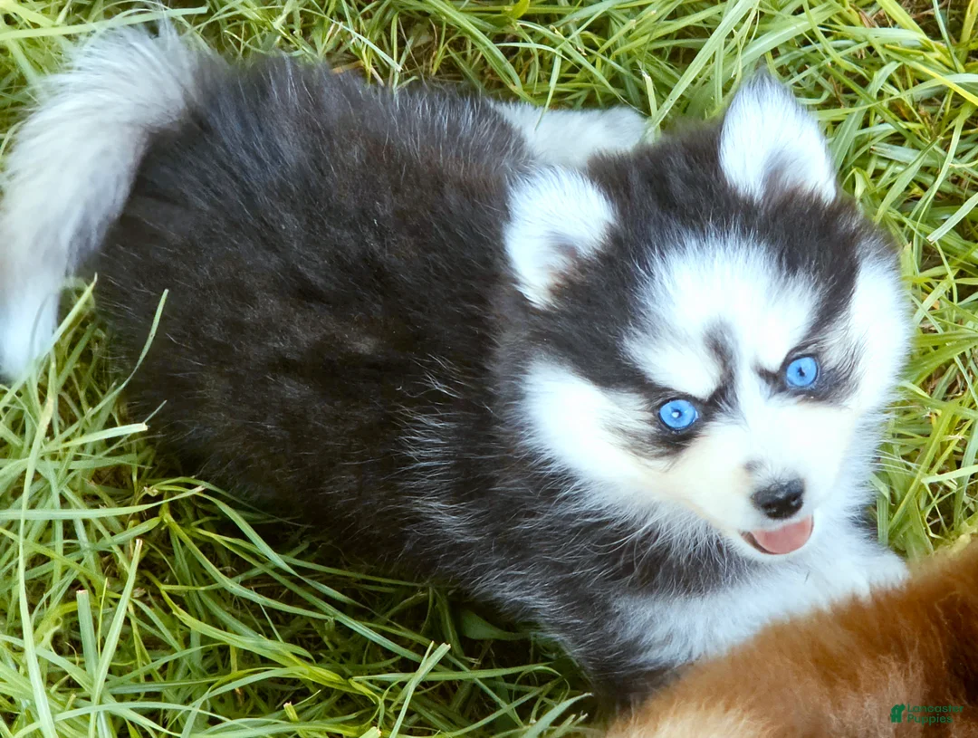 Pomsky dogs for sale: Raya - Ad 2