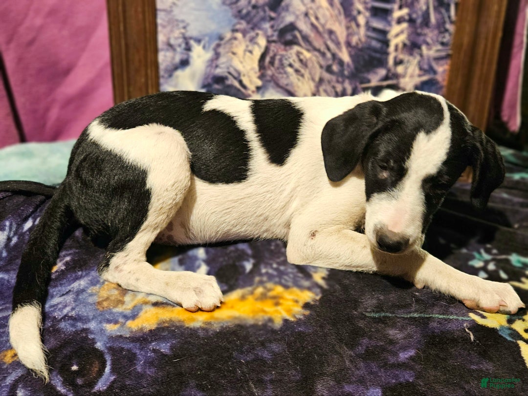 Border Collie dogs for sale: Dolly - Ad 17