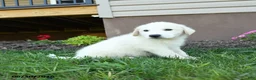 Maremma Sheepdog dogs for sale: Elvis - Ad 2