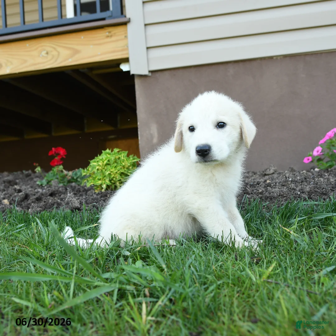 Maremma Sheepdog dogs for sale: Elvis - Ad 2