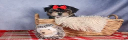 Morkie dogs for sale: Nash - Ad 1
