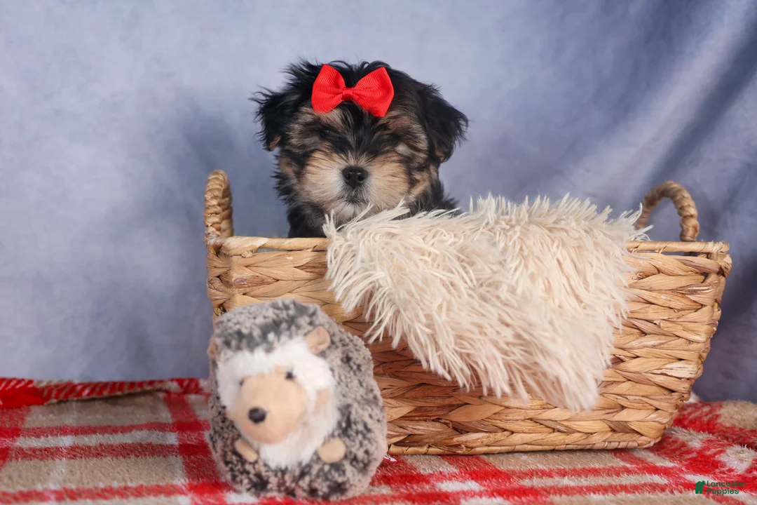 Morkie dogs for sale: Nash - Ad 1