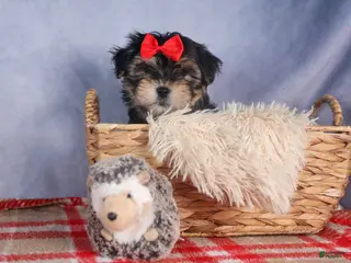 Morkie dogs Nash - Ad 8