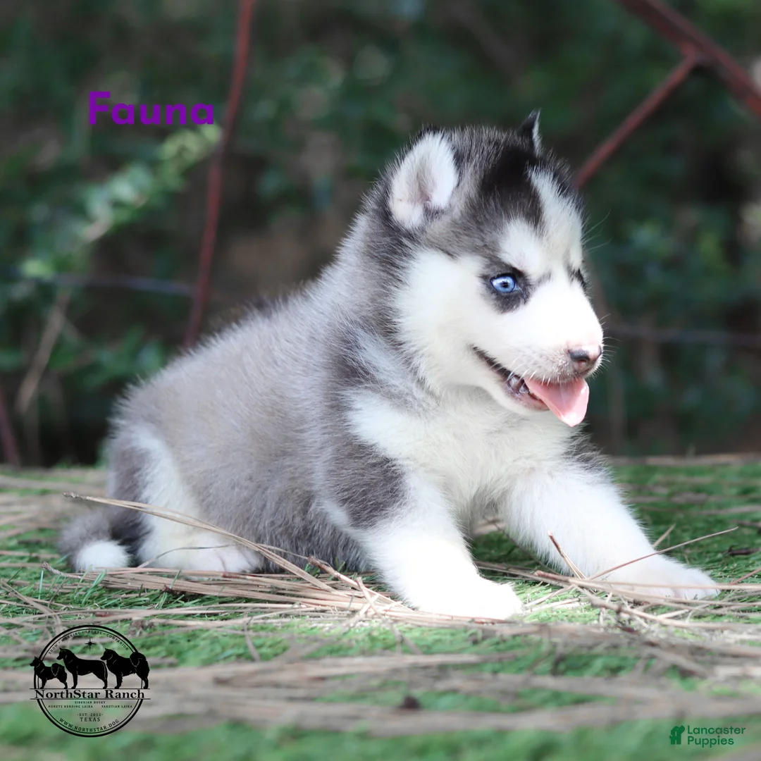 Siberian Husky dogs for sale: Fauna Female Siberian Husky TX can transport - Ad 2