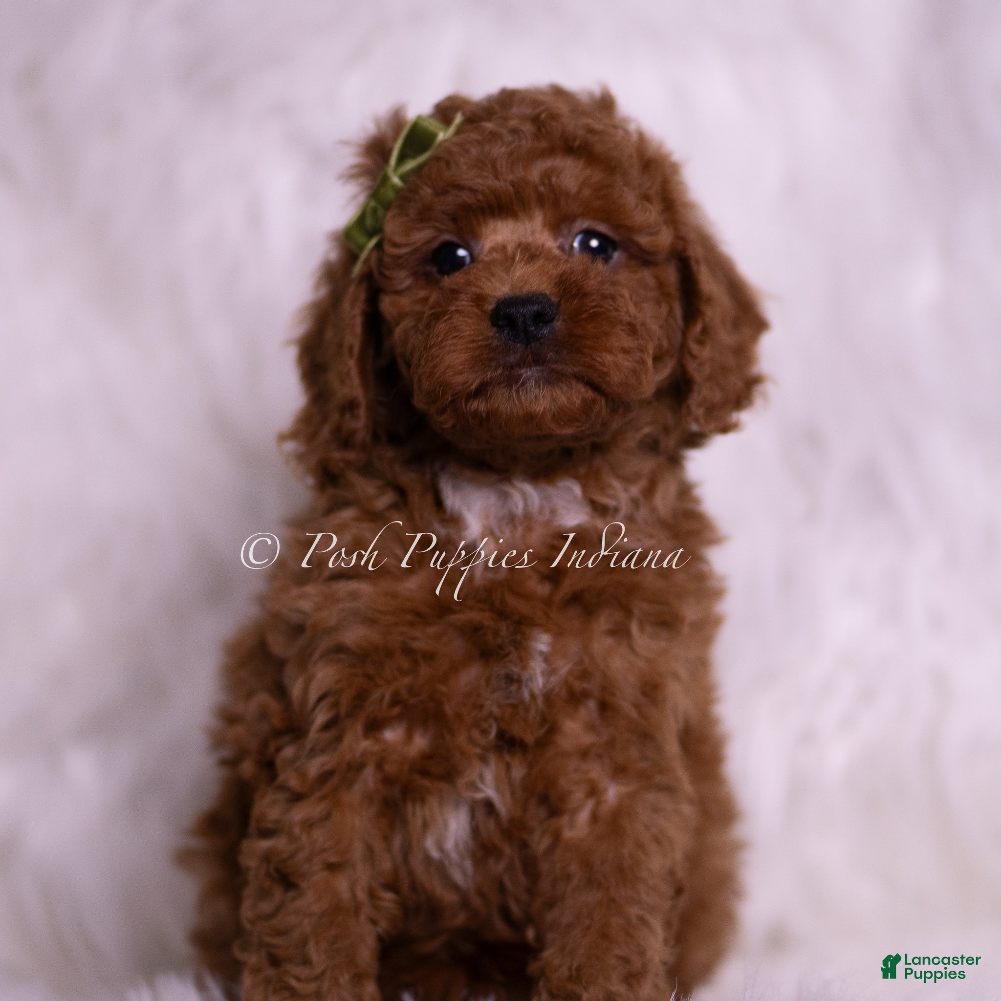 Toy Poodle dogs Starbrite - Ad 42