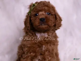 Toy Poodle dogs Starbrite - Ad 37