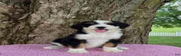 Bernedoodle dogs for sale: Honey - Ad 12