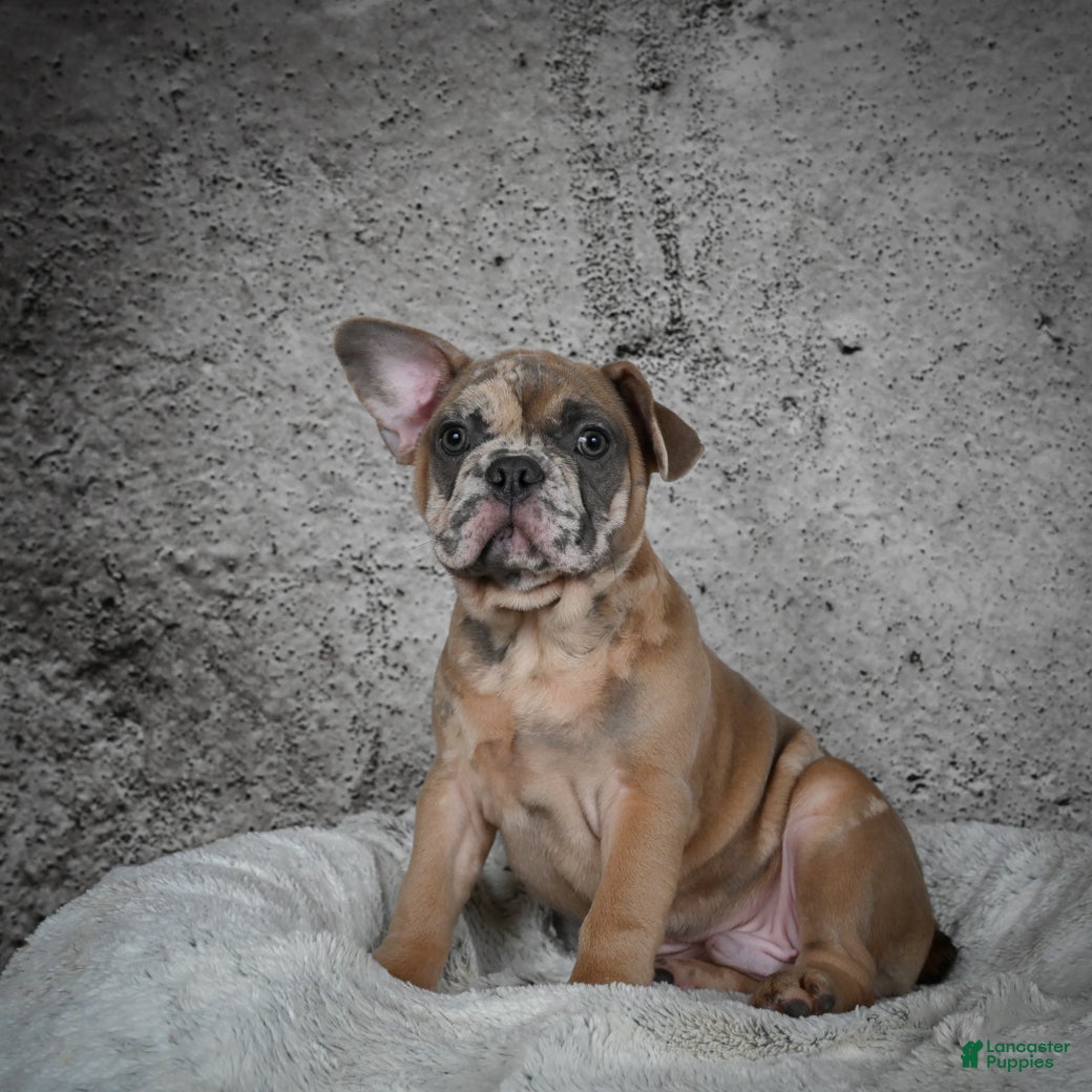 French Bulldog dogs Gus - Ad 5