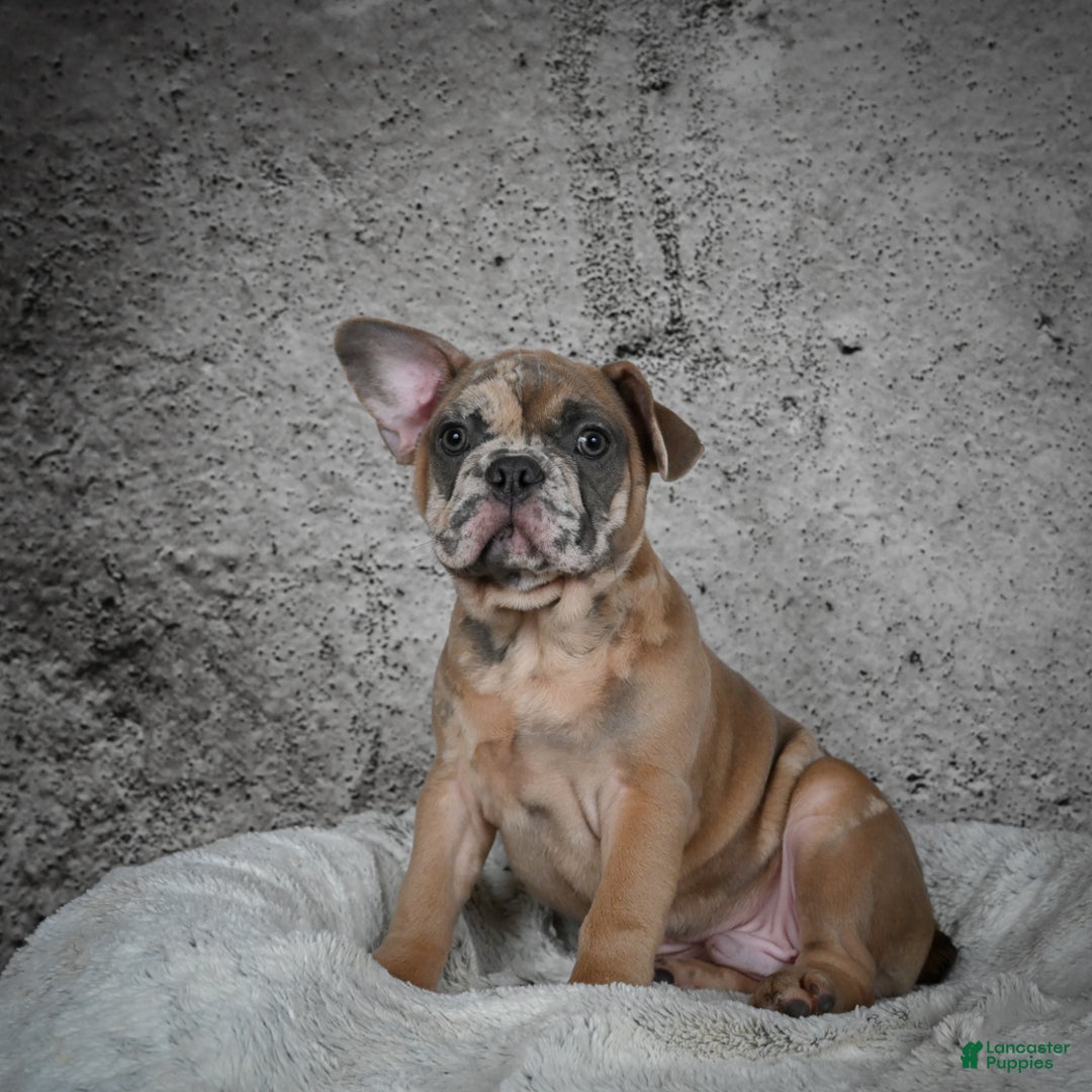 French Bulldog dogs for sale: Gus - Ad 1