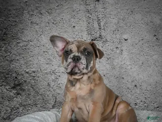French Bulldog dogs Gus - Ad 16