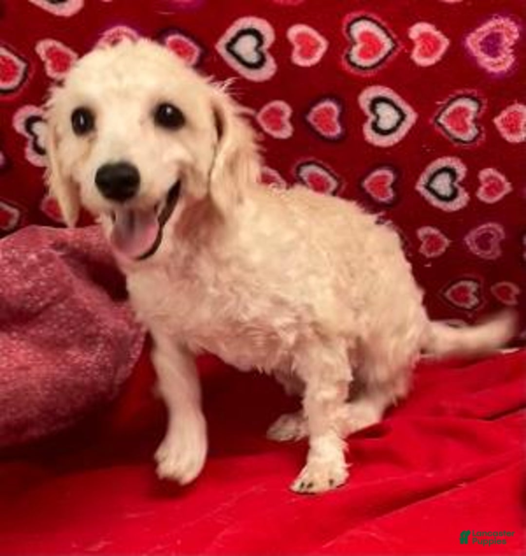 Bichpoo dogs for sale: Sarita - Ad 1