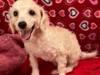 Bichpoo dogs Sarita - Ad 27