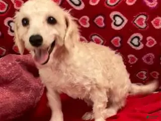 Bichpoo dogs Sarita - Ad 3