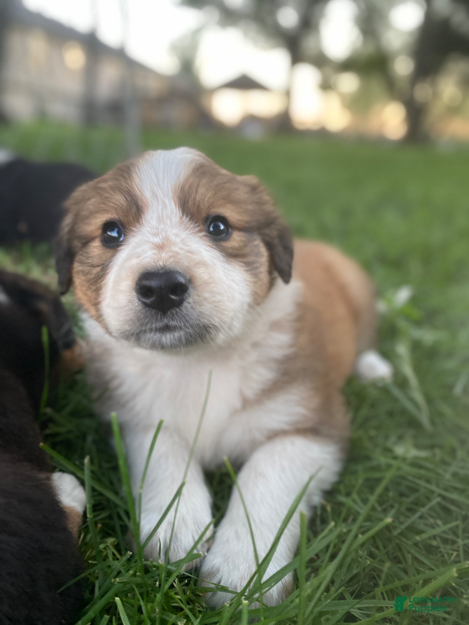 Mixed Breed dogs for sale: ♥️BABY BEAR♥️ - Ad 19