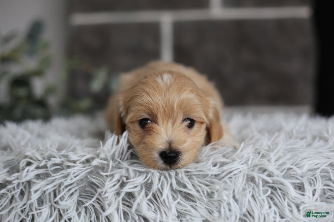 Maltipoo dogs for sale: Milo - Ad 2