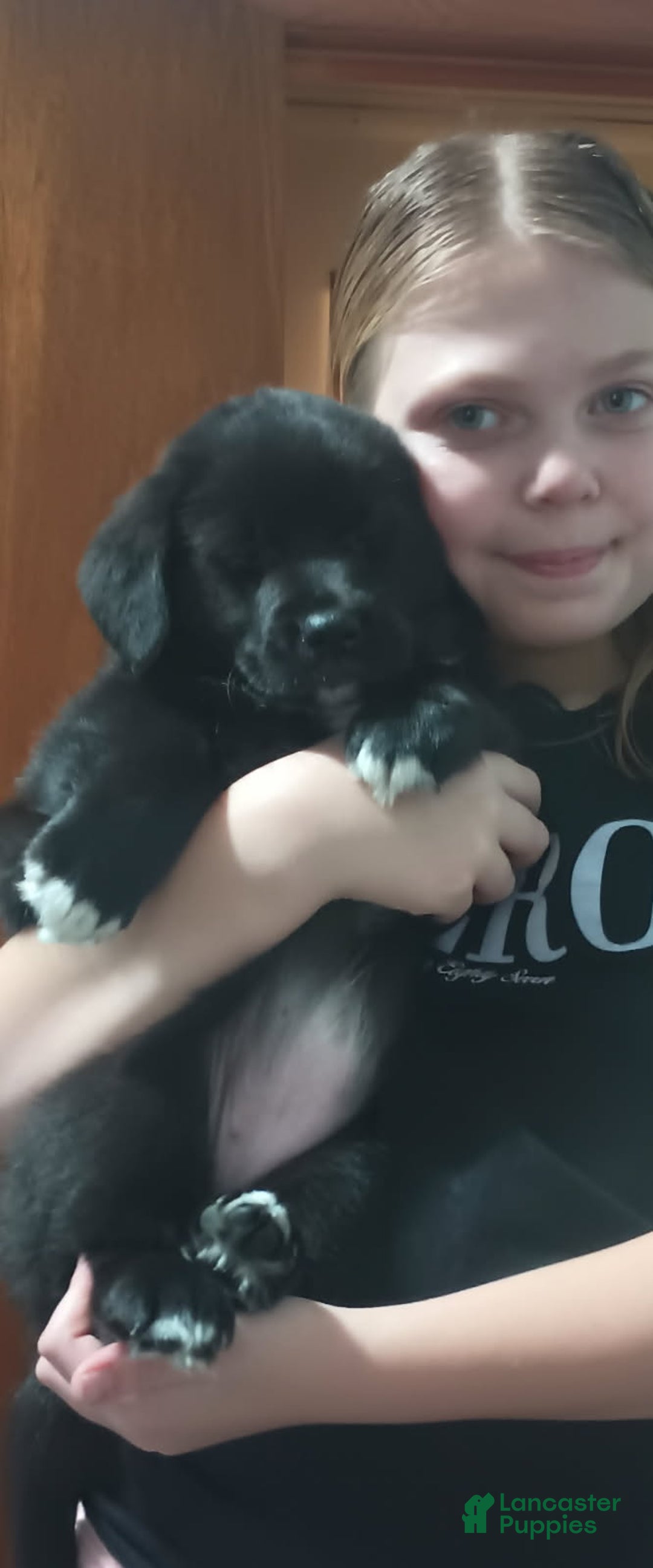 Mixed Breed dogs for sale: Mixed Breed Puppy 4 - Ad 1