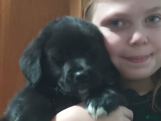 Mixed Breed dogs Mixed Breed Puppy 4 - Ad 5