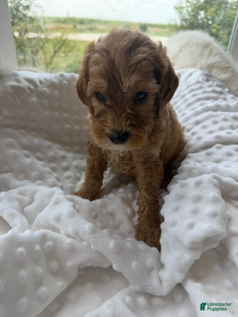 Mini Goldendoodle dogs Denver - Ad 4