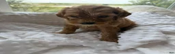 Mini Goldendoodle dogs for sale: Denver - Ad 1