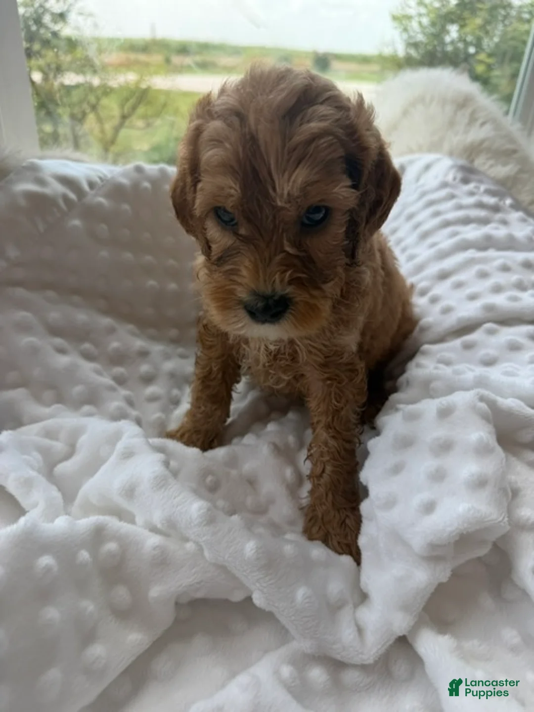 Mini Goldendoodle dogs for sale: Denver - Ad 1