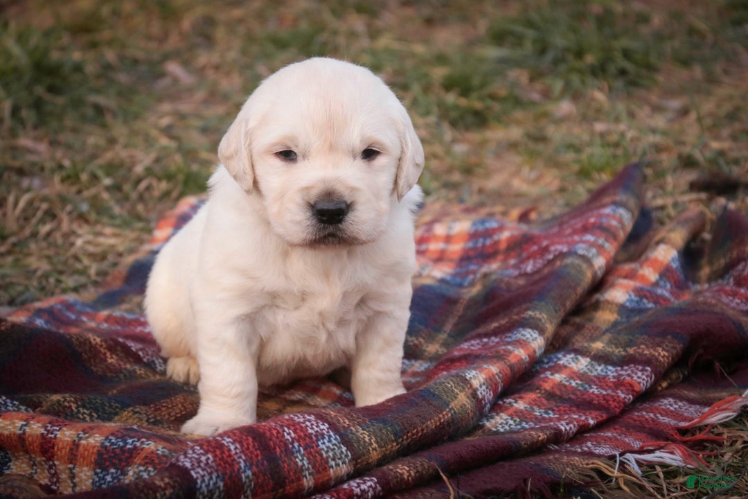 Golden Retriever dogs for sale: Rumble - Ad 5