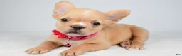 French Bulldog dogs for sale: Penny - Ad 7