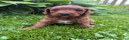 Mini Goldendoodle dogs for sale: Poppy - Ad 8