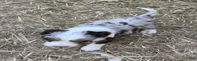 Latigo 