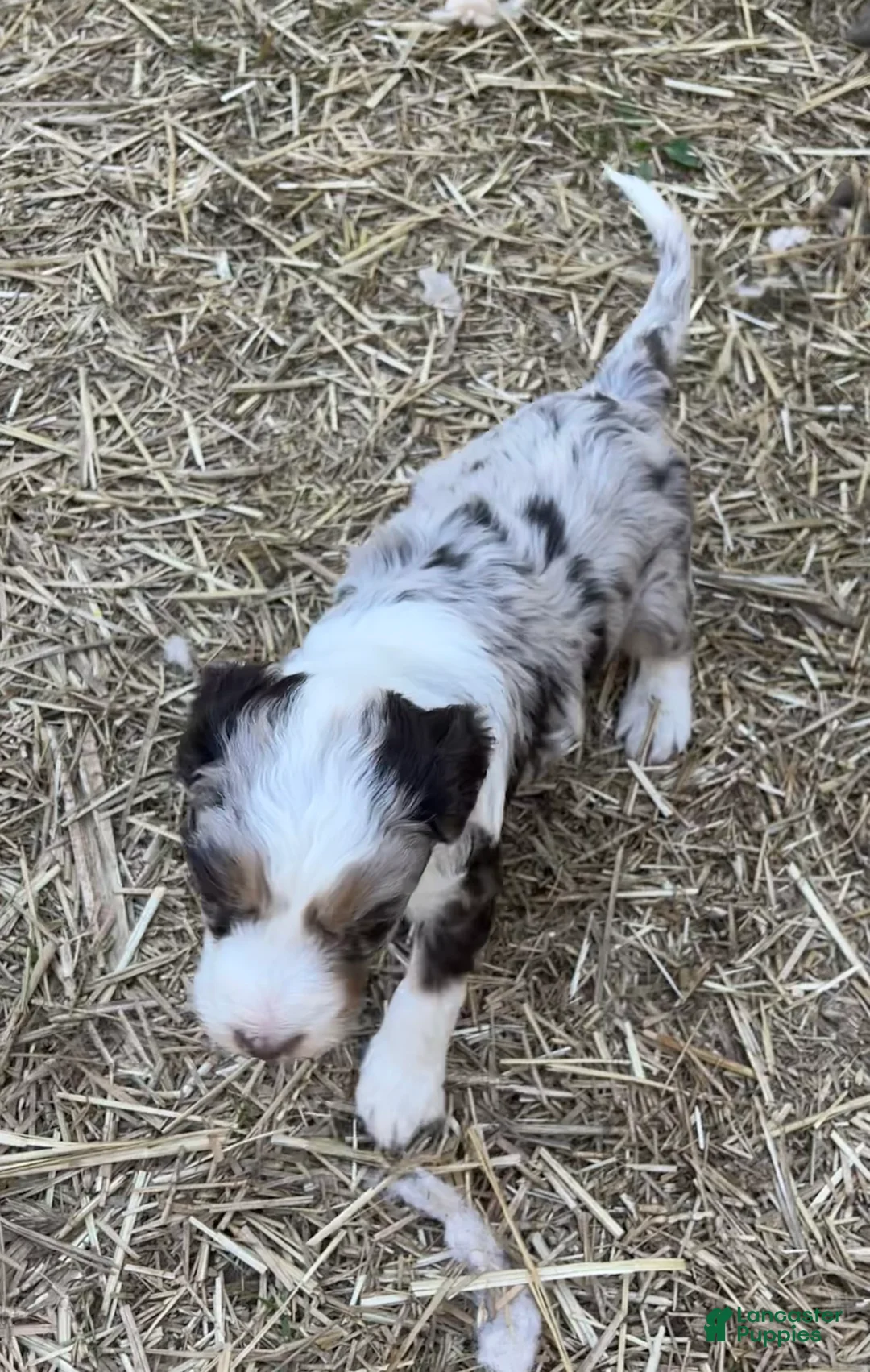Aussiedoodle dogs for sale: Latigo  - Ad 1