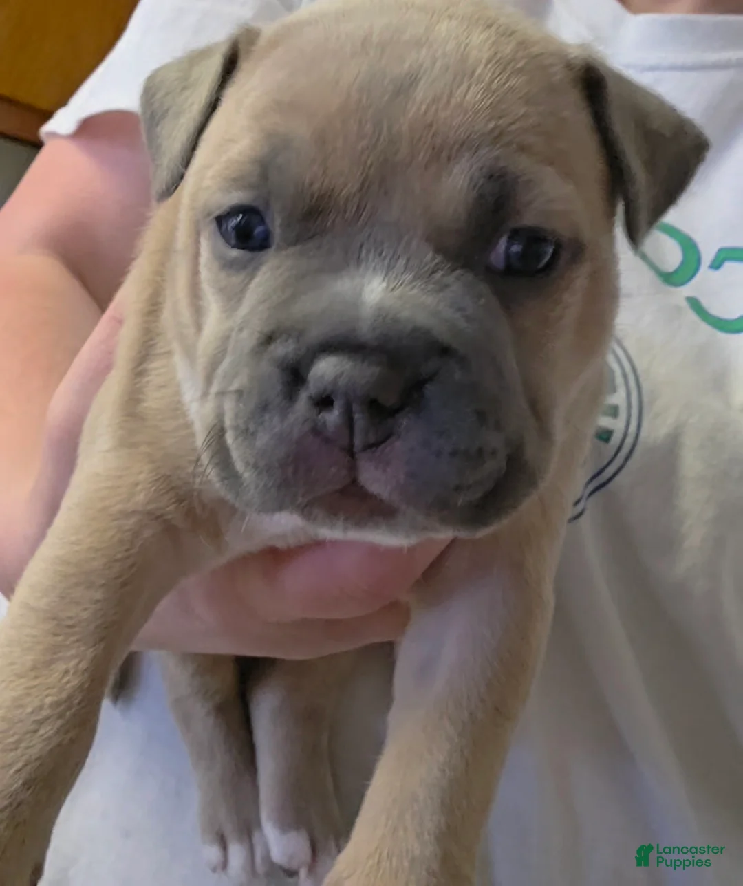 American Bully dogs for sale: Sienna - Ad 2