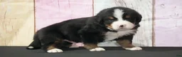 Bernese Mountain Dog dogs for sale: Bernese Mountain Dog Puppy 1 - Ad 3