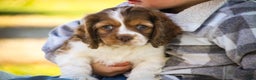 Cocker Spaniel dogs for sale: Everly - Ad 7