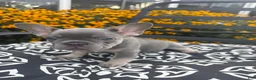 French Bulldog dogs for sale: French Bulldog 2 - Ad 15